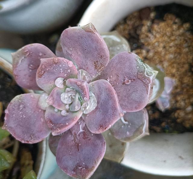 紫乐如何养？做到“3点”，长得特别美，颜色也好看，容易出状态休闲区蓝鸢梦想 - Www.slyday.coM