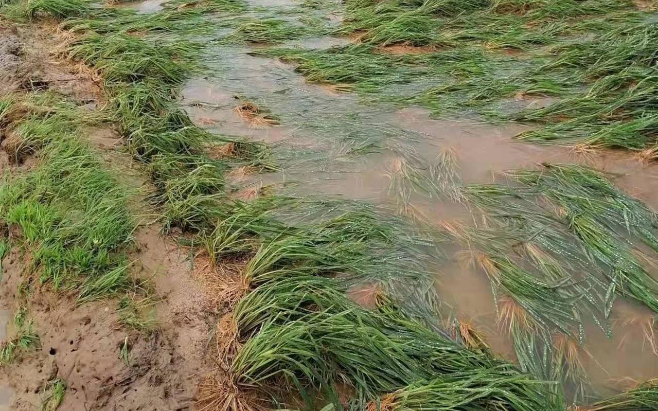 洪水后的江西梨农落果30吨农户们抱团自救