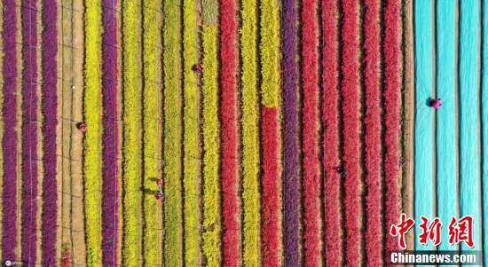 【全国土地日特刊】被这样的农耕画面治愈了！休闲区蓝鸢梦想 - Www.slyday.coM