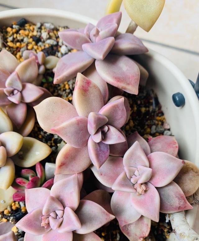 紫乐如何养？做到“3点”，长得特别美，颜色也好看，容易出状态休闲区蓝鸢梦想 - Www.slyday.coM