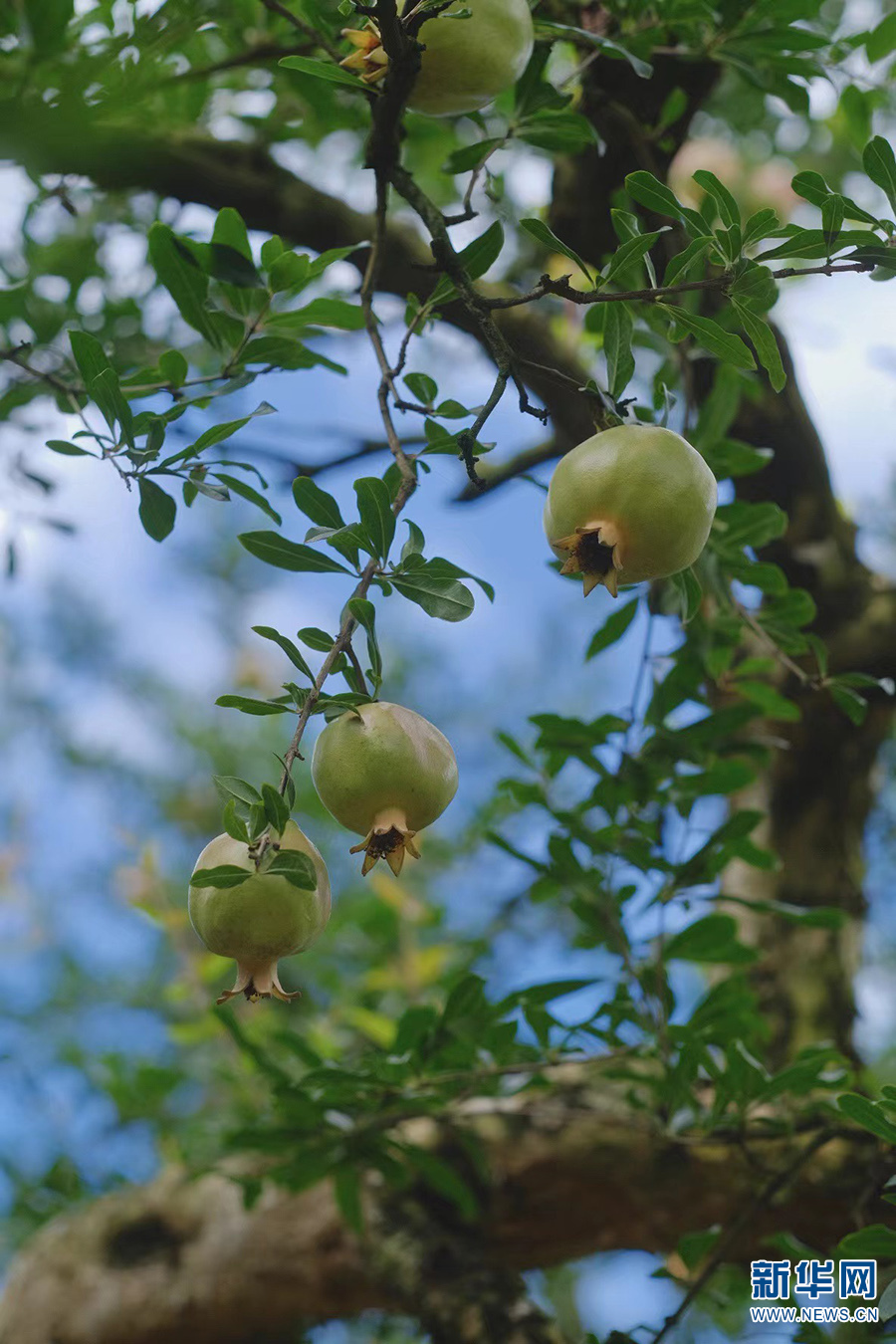 云南蒙自:古树石榴园石榴挂满枝头