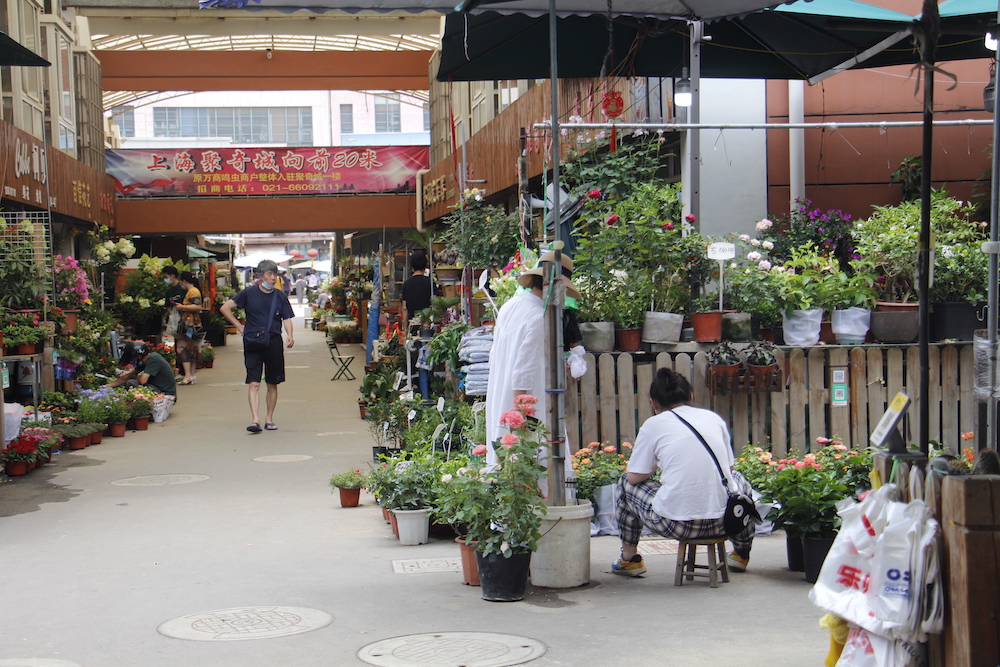 上海小店复工记 | 岚灵花鸟市场正在等待爱花,爱宠人回归