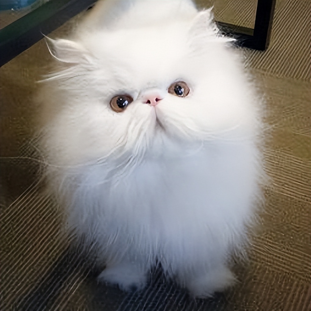 “波斯猫”颜值那么高，却很少人饲养？只因这5个缺点休闲区蓝鸢梦想 - Www.slyday.coM