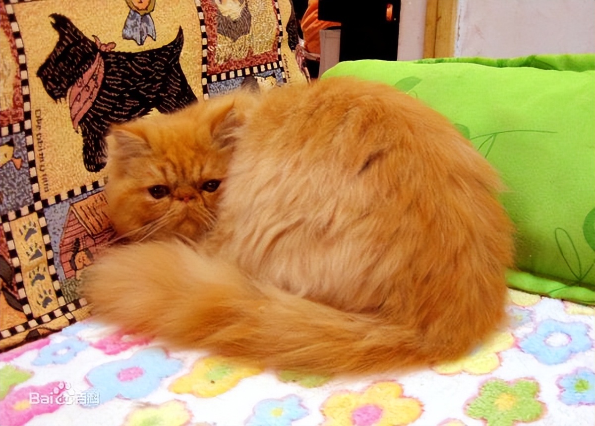 “波斯猫”颜值那么高，却很少人饲养？只因这5个缺点休闲区蓝鸢梦想 - Www.slyday.coM
