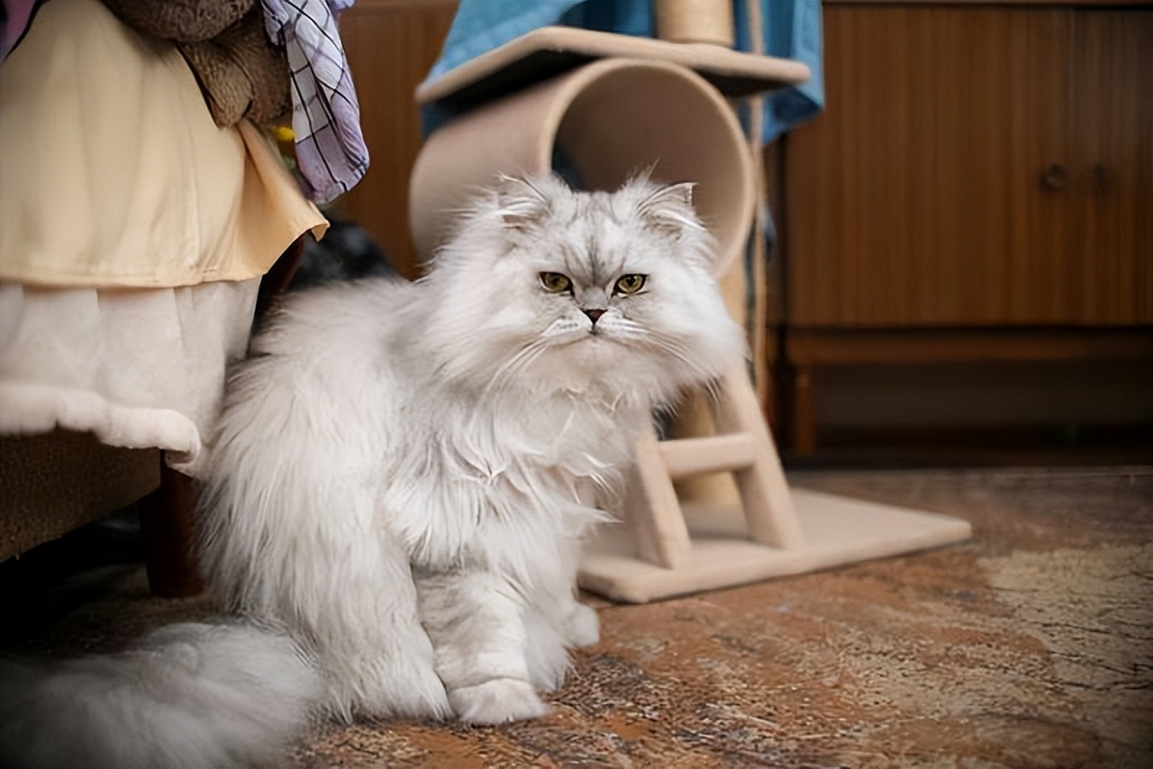 “波斯猫”颜值那么高，却很少人饲养？只因这5个缺点休闲区蓝鸢梦想 - Www.slyday.coM