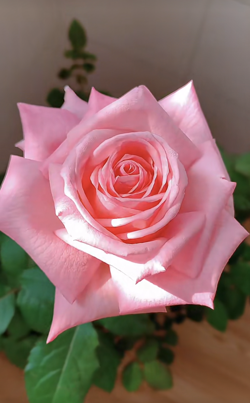 月季花界的“贵族”—粉荔枝，花美香浓，多季花开，你值得拥有|荔枝|月季花|月季_新浪新闻