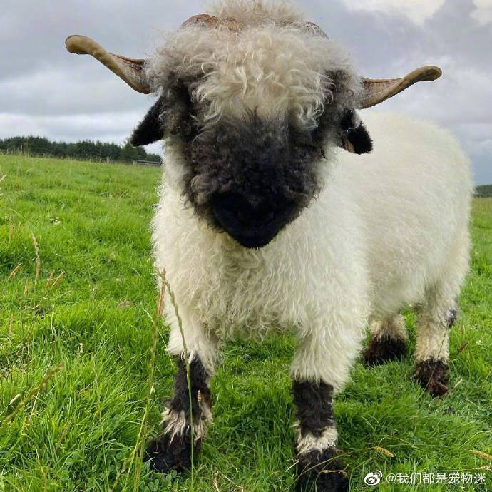 苏格兰黑脸羊就是一种凑近了也分辨不清五官怎么长的小羊