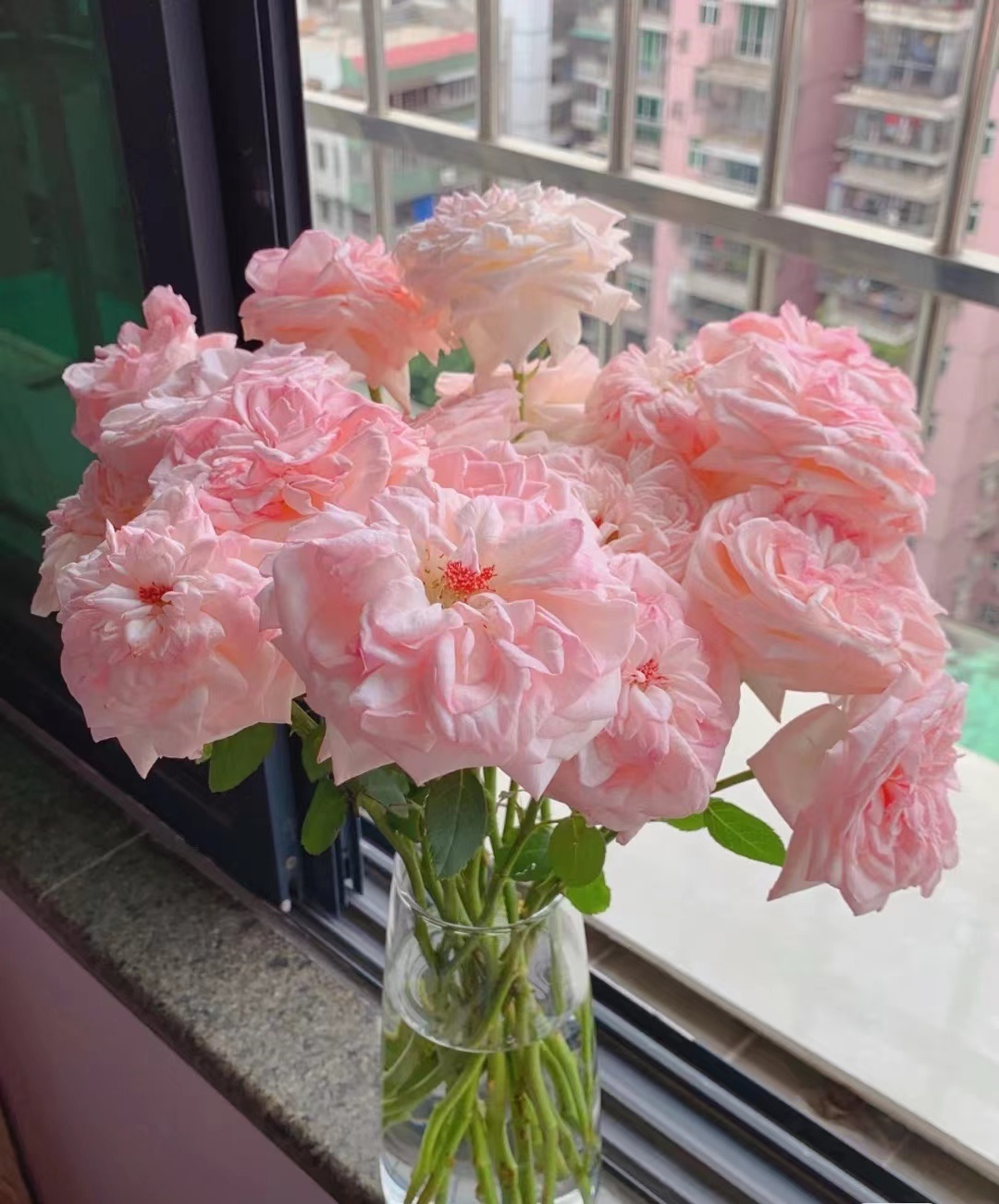 月季花界的“贵族”—粉荔枝，花美香浓，多季花开，你值得拥有|荔枝|月季花|月季_新浪新闻