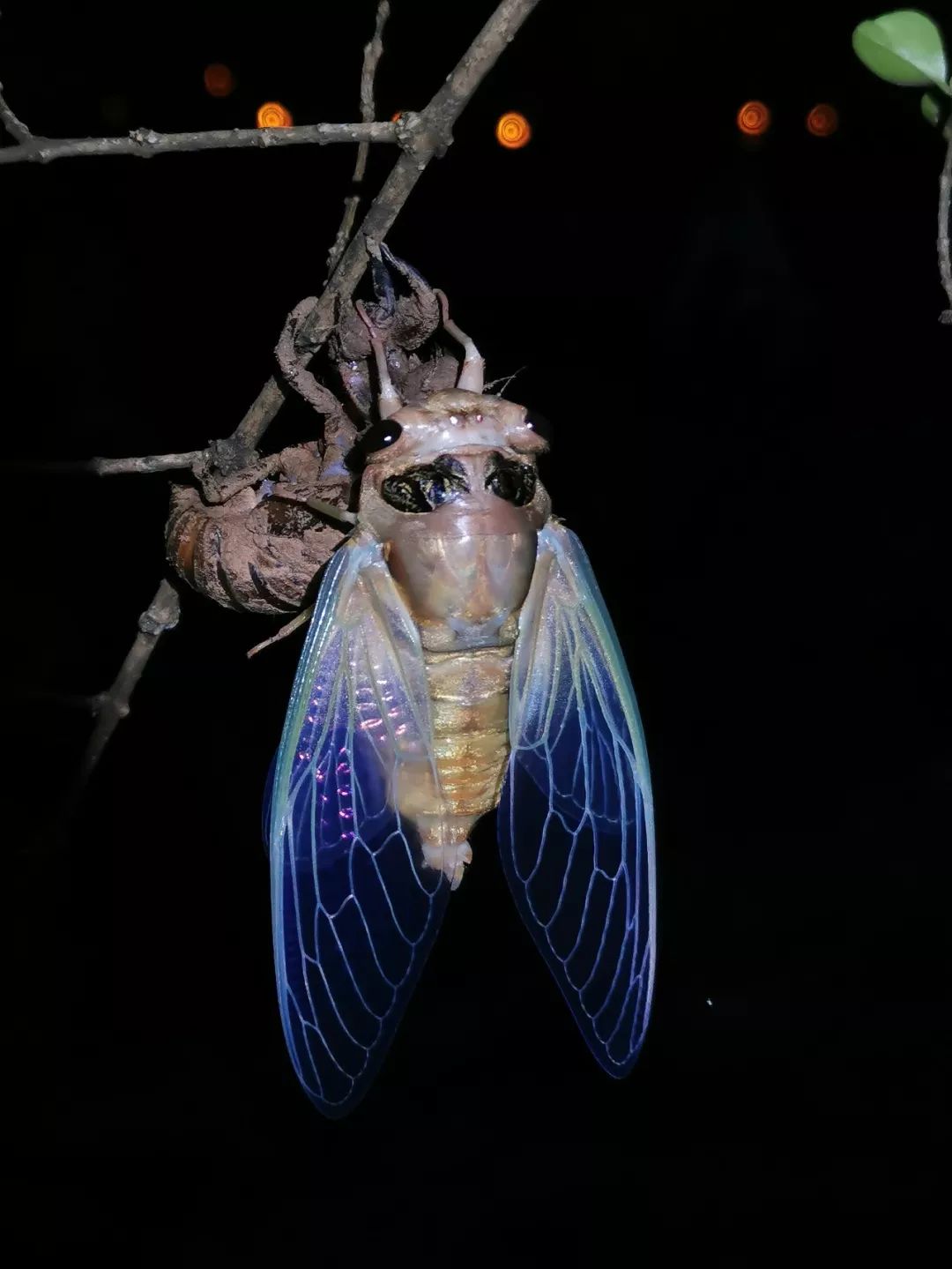 羽化后的黑蚱蝉