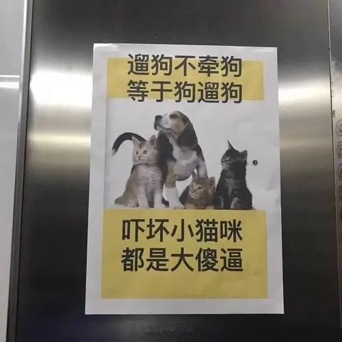 没拴绳狗子将猫咪逼到角落瑟瑟发抖,对于放纵的主人,一张贴图大快人心.....休闲区蓝鸢梦想 - Www.slyday.coM
