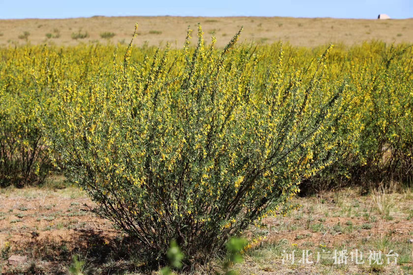 张家口康保柠条成为京津风沙源治理铁军