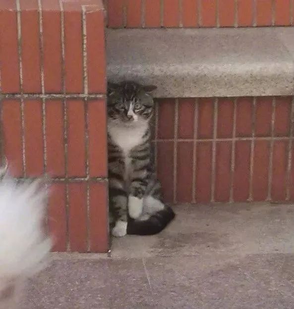 没拴绳狗子将猫咪逼到角落瑟瑟发抖,对于放纵的主人,一张贴图大快人心.....休闲区蓝鸢梦想 - Www.slyday.coM