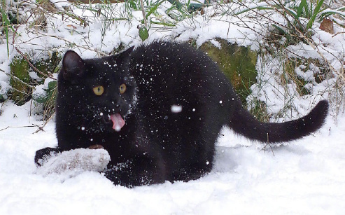 黑猫四脚踏雪图片图片
