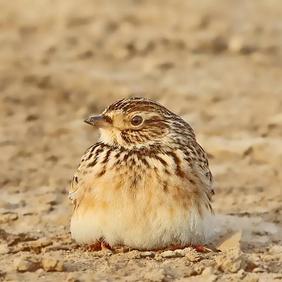 百灵鸟应该怎么养怎么科学管理