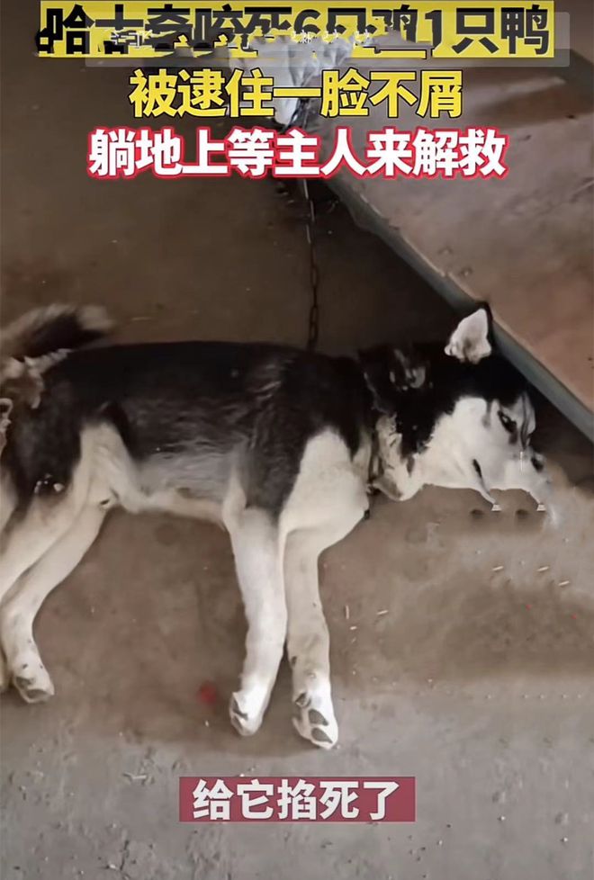 哈士奇咬了6只母鸡和鸭,被拴了起来:你摊上大事了呀休闲区蓝鸢梦想 - Www.slyday.coM 哈士奇咬了6只母鸡和鸭,被拴了起来:你摊上大事了呀休闲区蓝鸢梦想 - Www.slyday.coM