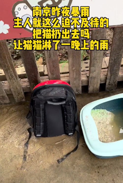 路边的猫包里装着只猫咪,路人打开后语塞了:昨夜可是大暴雨啊休闲区蓝鸢梦想 - Www.slyday.coM 路边的猫包里装着只猫咪,路人打开后语塞了:昨夜可是大暴雨啊休闲区蓝鸢梦想 - Www.slyday.coM