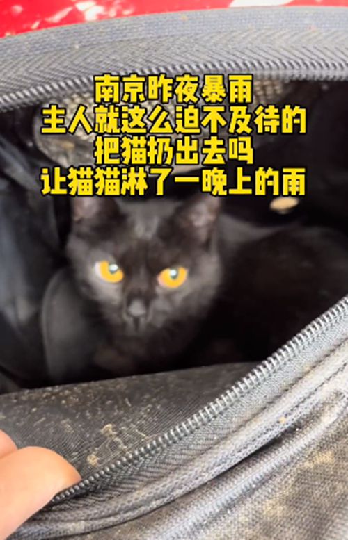 路边的猫包里装着只猫咪,路人打开后语塞了:昨夜可是大暴雨啊休闲区蓝鸢梦想 - Www.slyday.coM 路边的猫包里装着只猫咪,路人打开后语塞了:昨夜可是大暴雨啊休闲区蓝鸢梦想 - Www.slyday.coM