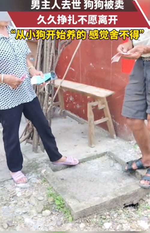 男主人去世后女子将狗狗卖掉,汪拼命想留下来:不要让我走休闲区蓝鸢梦想 - Www.slyday.coM 男主人去世后女子将狗狗卖掉,汪拼命想留下来:不要让我走休闲区蓝鸢梦想 - Www.slyday.coM