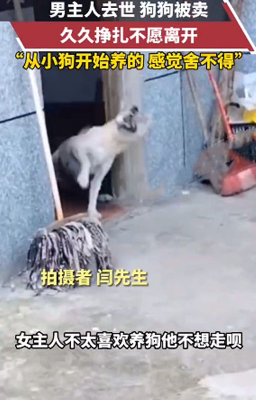 男主人去世后女子将狗狗卖掉,汪拼命想留下来:不要让我走休闲区蓝鸢梦想 - Www.slyday.coM 男主人去世后女子将狗狗卖掉,汪拼命想留下来:不要让我走休闲区蓝鸢梦想 - Www.slyday.coM