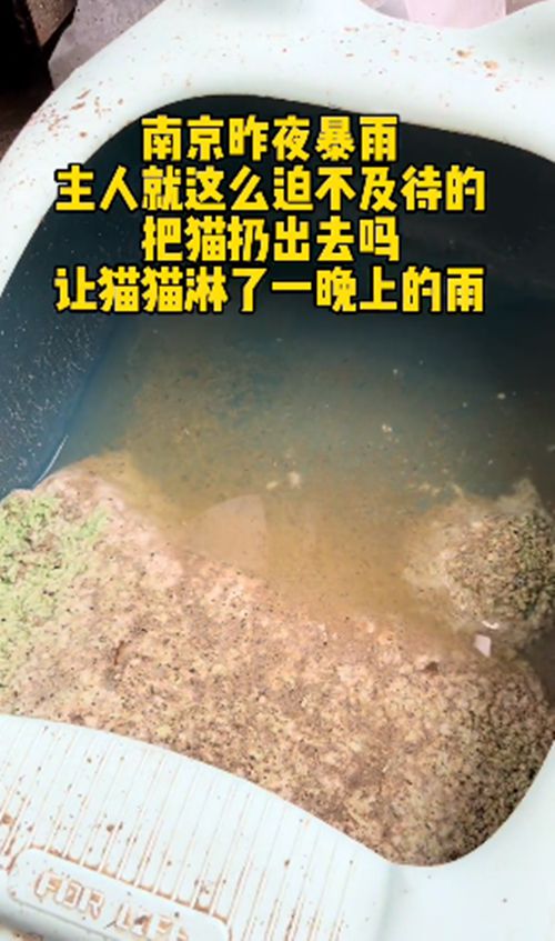 路边的猫包里装着只猫咪,路人打开后语塞了:昨夜可是大暴雨啊休闲区蓝鸢梦想 - Www.slyday.coM 路边的猫包里装着只猫咪,路人打开后语塞了:昨夜可是大暴雨啊休闲区蓝鸢梦想 - Www.slyday.coM