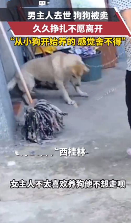 男主人去世后女子将狗狗卖掉,汪拼命想留下来:不要让我走休闲区蓝鸢梦想 - Www.slyday.coM 男主人去世后女子将狗狗卖掉,汪拼命想留下来:不要让我走休闲区蓝鸢梦想 - Www.slyday.coM
