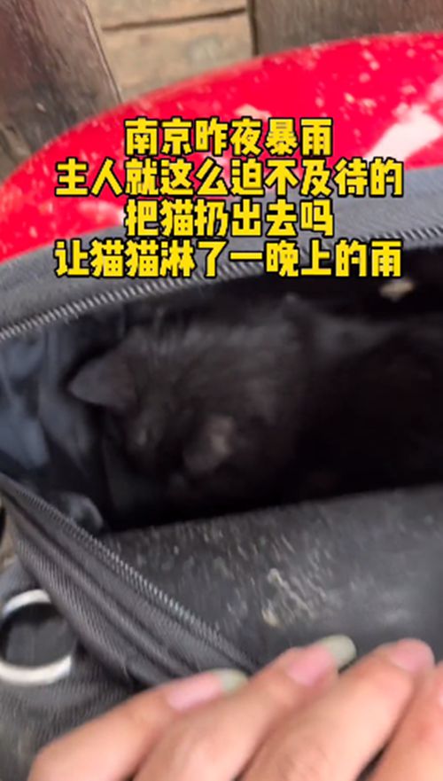 路边的猫包里装着只猫咪,路人打开后语塞了:昨夜可是大暴雨啊休闲区蓝鸢梦想 - Www.slyday.coM 路边的猫包里装着只猫咪,路人打开后语塞了:昨夜可是大暴雨啊休闲区蓝鸢梦想 - Www.slyday.coM