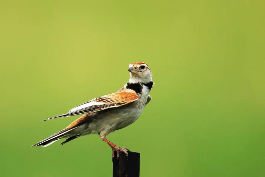 百灵鸟应该怎么养怎么科学管理