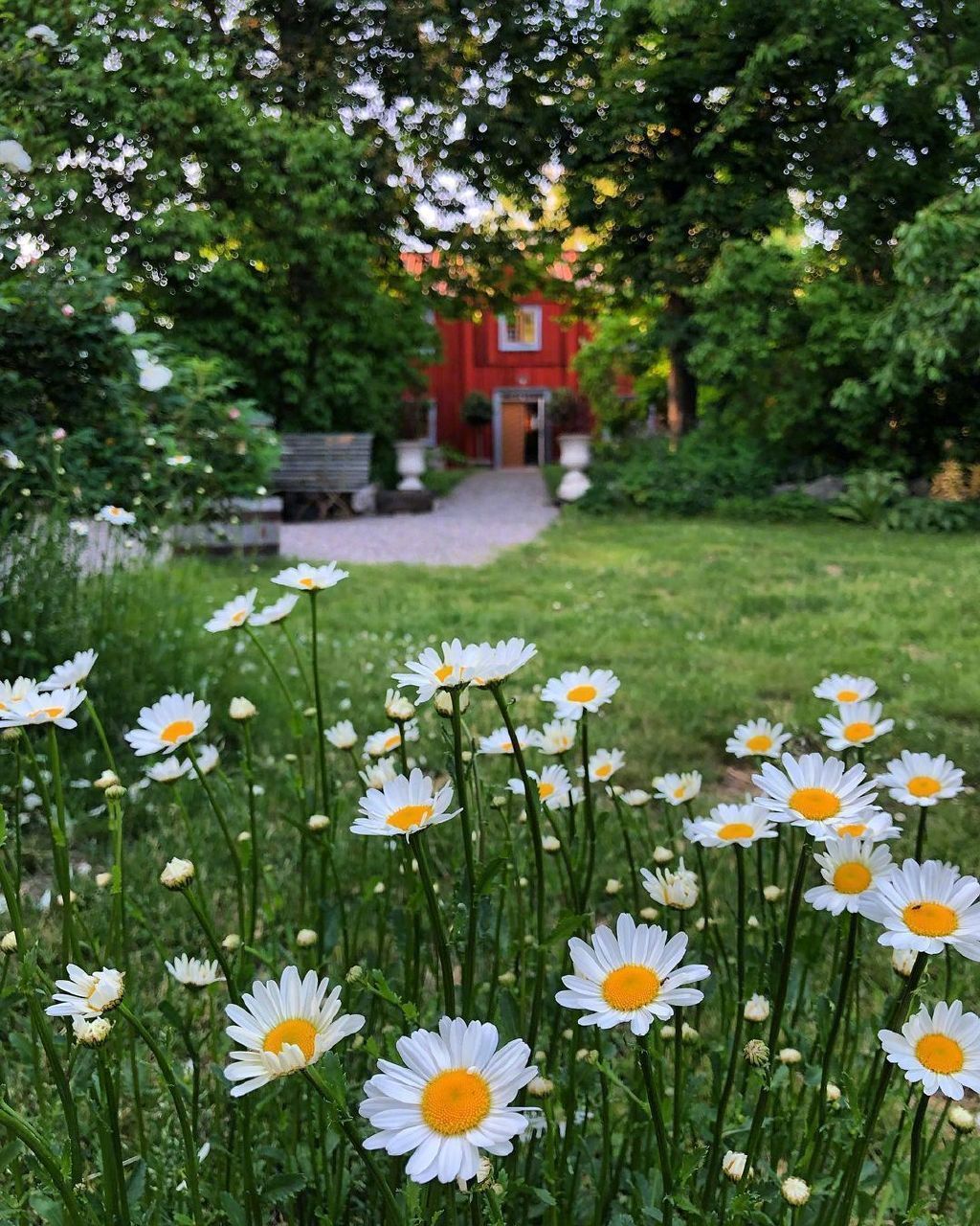 这样的田园小院你可喜欢