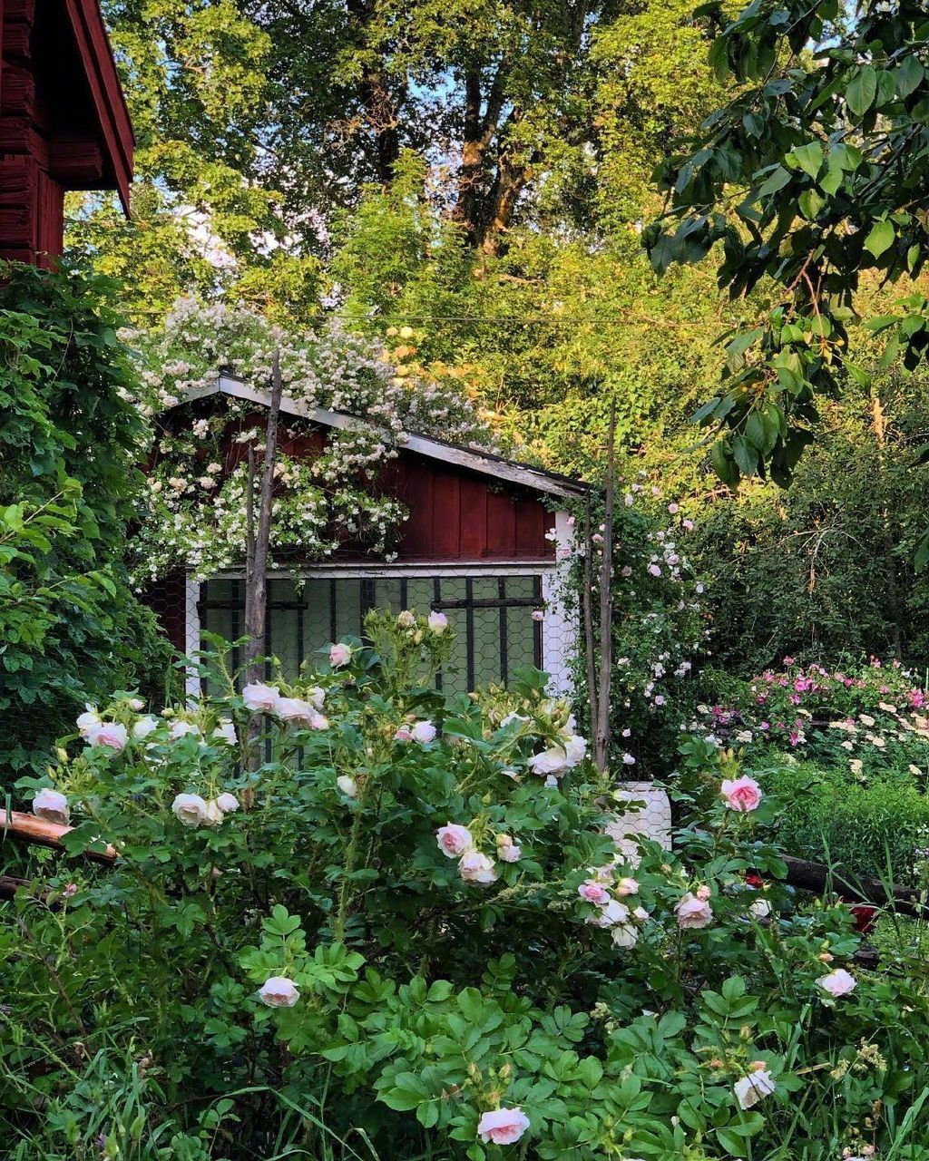 这样的田园小院你可喜欢