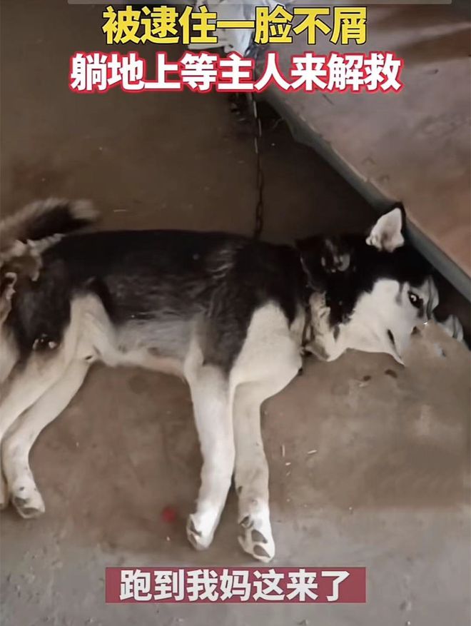 哈士奇咬了6只母鸡和鸭,被拴了起来:你摊上大事了呀休闲区蓝鸢梦想 - Www.slyday.coM 哈士奇咬了6只母鸡和鸭,被拴了起来:你摊上大事了呀休闲区蓝鸢梦想 - Www.slyday.coM