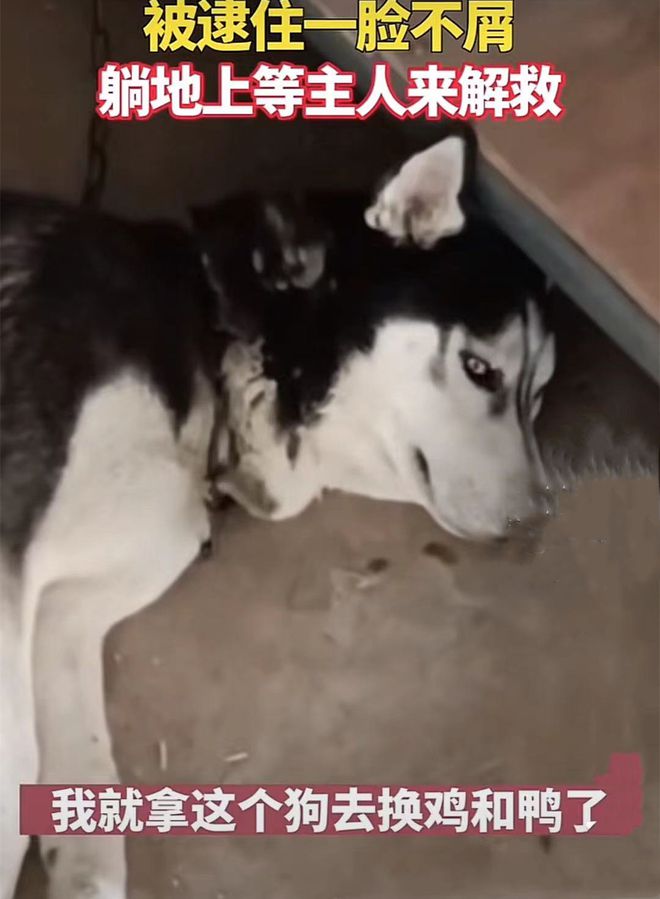 哈士奇咬了6只母鸡和鸭,被拴了起来:你摊上大事了呀休闲区蓝鸢梦想 - Www.slyday.coM 哈士奇咬了6只母鸡和鸭,被拴了起来:你摊上大事了呀休闲区蓝鸢梦想 - Www.slyday.coM