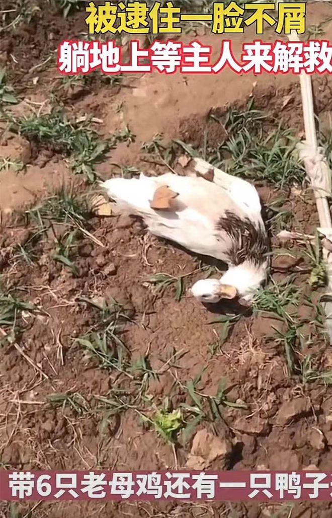 哈士奇咬了6只母鸡和鸭,被拴了起来:你摊上大事了呀休闲区蓝鸢梦想 - Www.slyday.coM 哈士奇咬了6只母鸡和鸭,被拴了起来:你摊上大事了呀休闲区蓝鸢梦想 - Www.slyday.coM