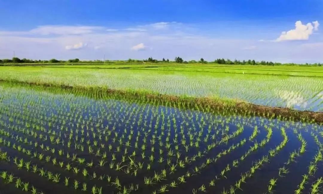 【大国粮仓】黑龙江省粮食总产连续十二年位居全国第一休闲区蓝鸢梦想 - Www.slyday.coM