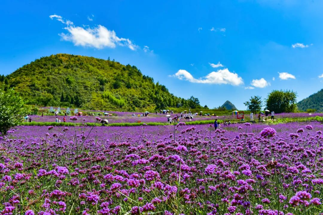 避暑度假到贵州相约到贵阳看花海