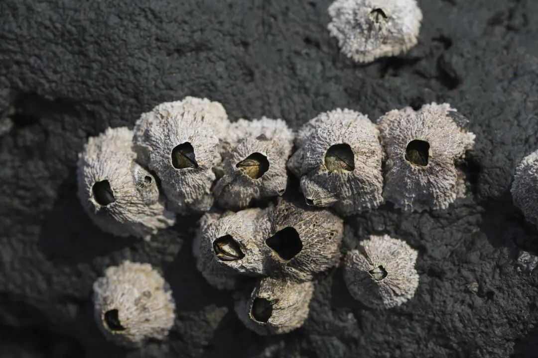 藤壶.图源:视觉中国