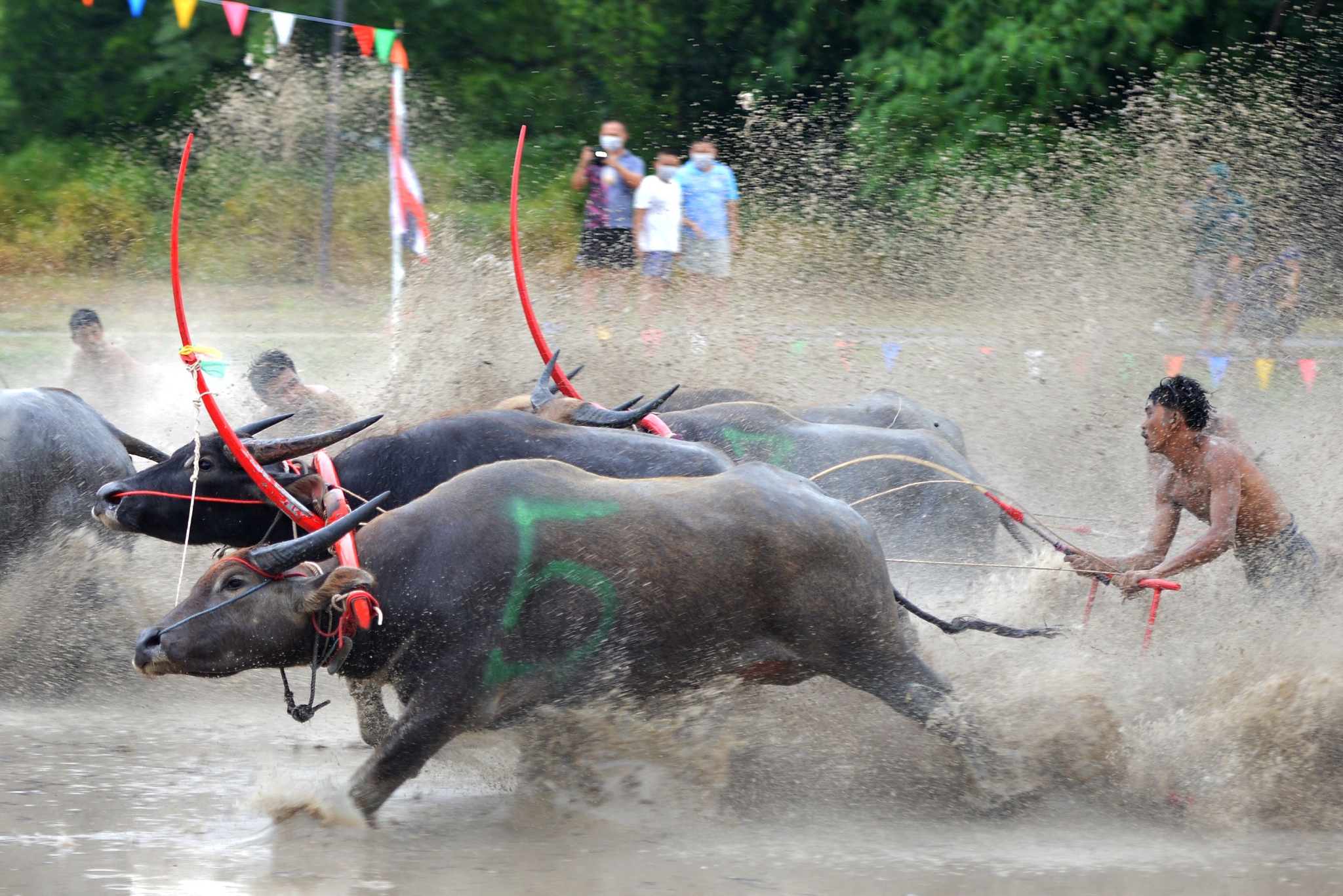 泰国春武里府举行赛牛节