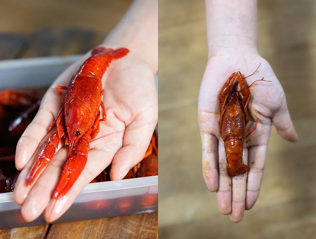 左边:白兰地熟醉小龙虾,个头几乎有我手掌大