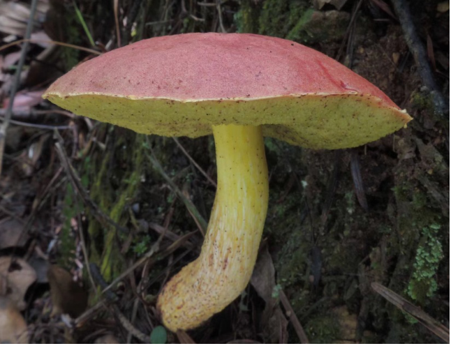 吃菌那些事这些野生菌有毒