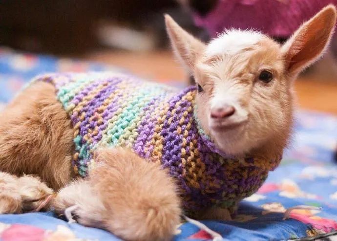 《穿毛衣的小羊》羊毛出在羊身上|穿毛衣的小羊_新浪新闻