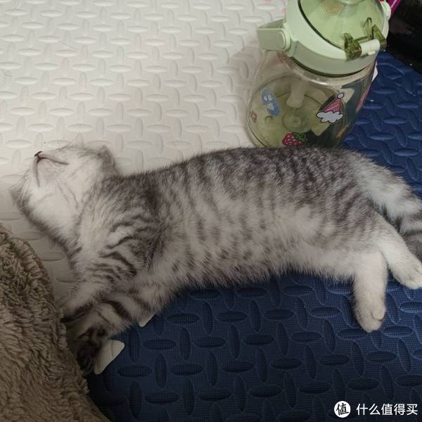 新手养猫真实记录第三弹—健康猫咪不费钱,就怕猫咪生病养不起~|猫_新浪新闻