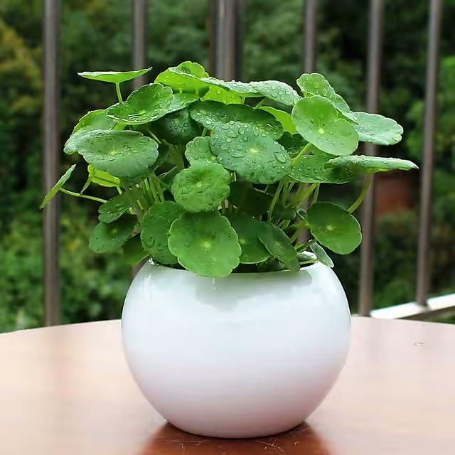 铜钱草夏天能晒太阳吗做好一点叶子更绿更大更多茂盛财运旺
