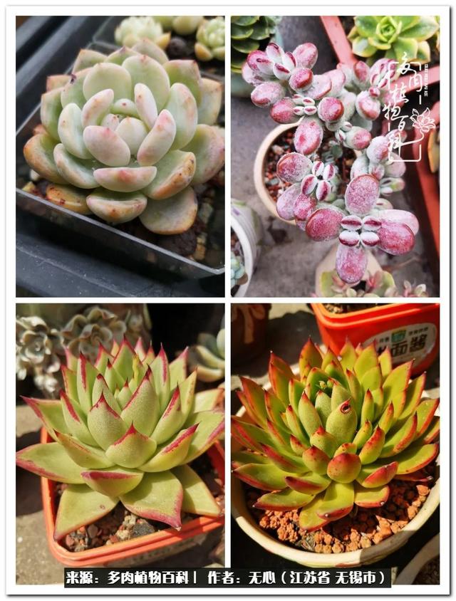 多肉法师 花非花 花胜花 玫瑰 新浪新闻 多肉法师 花非花 花胜花 玫瑰 新浪新闻