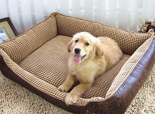 狗狗变臭的5大原因，最后一个很多人想不到休闲区蓝鸢梦想 - Www.slyday.coM