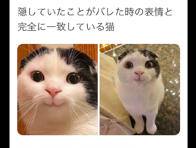 猫咪听说主人买了猫条后,露出了很萌很害羞的笑容:快点拿给我吃休闲区蓝鸢梦想 - Www.slyday.coM 猫咪听说主人买了猫条后,露出了很萌很害羞的笑容:快点拿给我吃休闲区蓝鸢梦想 - Www.slyday.coM