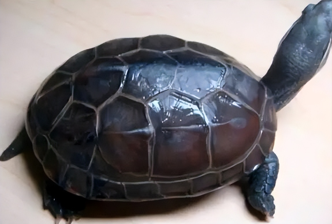 中华草龟想养黑怎么办|中华草龟|晒台|龟类_新浪新闻