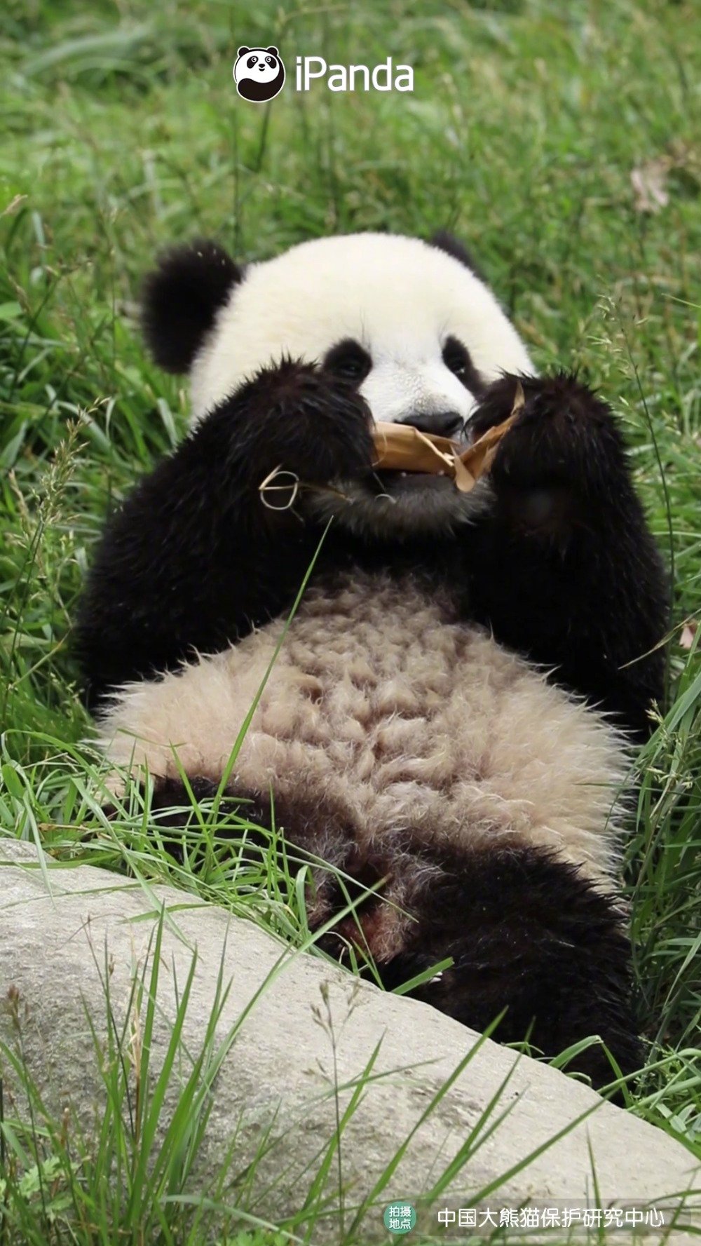 熊猫宝宝都只能啃笋皮了到底是你们谁夺的笋