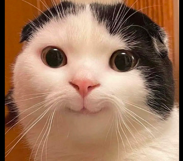 猫咪听说主人买了猫条后,露出了很萌很害羞的笑容:快点拿给我吃休闲区蓝鸢梦想 - Www.slyday.coM 猫咪听说主人买了猫条后,露出了很萌很害羞的笑容:快点拿给我吃休闲区蓝鸢梦想 - Www.slyday.coM