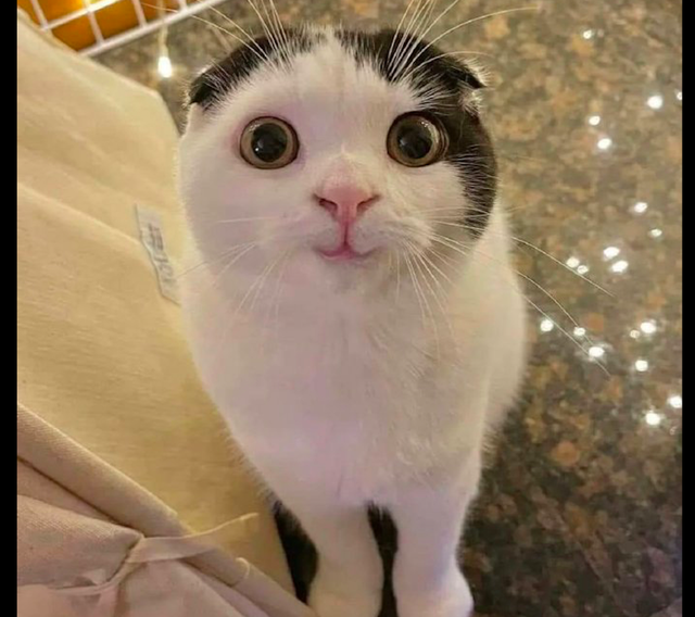 猫咪听说主人买了猫条后,露出了很萌很害羞的笑容:快点拿给我吃休闲区蓝鸢梦想 - Www.slyday.coM 猫咪听说主人买了猫条后,露出了很萌很害羞的笑容:快点拿给我吃休闲区蓝鸢梦想 - Www.slyday.coM