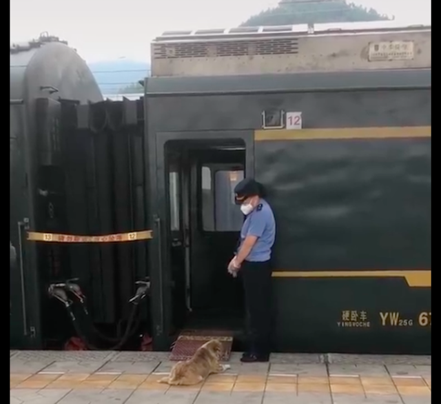 狗狗趴在火车车厢的门口，等着已逝主人能够出来带它回家，泪目了休闲区蓝鸢梦想 - Www.slyday.coM