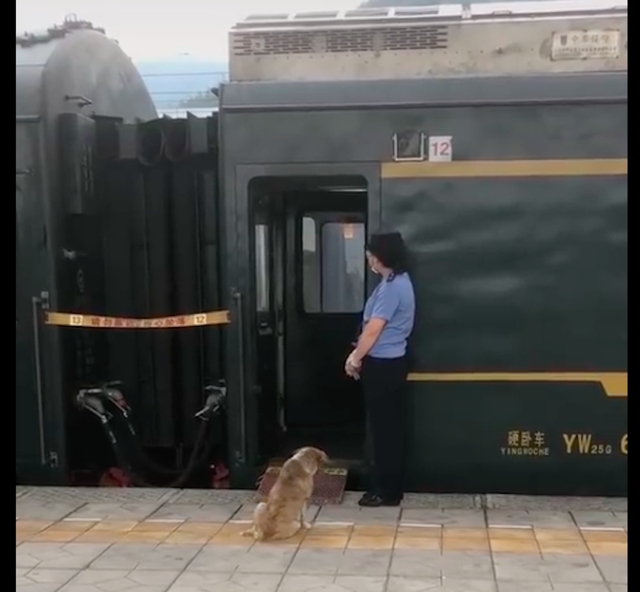 狗狗趴在火车车厢的门口，等着已逝主人能够出来带它回家，泪目了休闲区蓝鸢梦想 - Www.slyday.coM